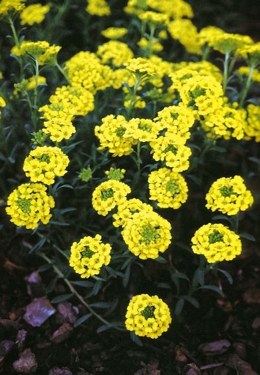 Alyssum wulfenianum