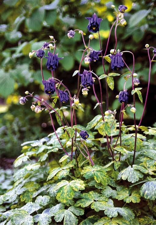 Aquilegia vulg. `Leprechaun Gold´