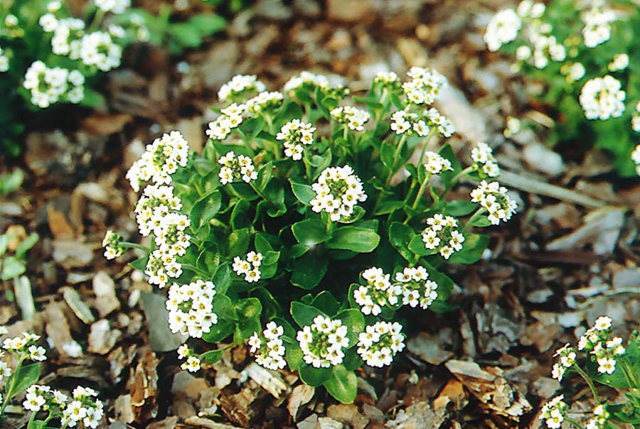 Draba ramosissima