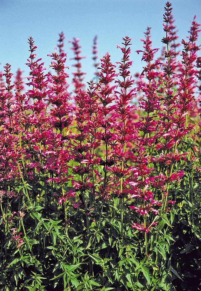 Agastache mexicana `Sangria´