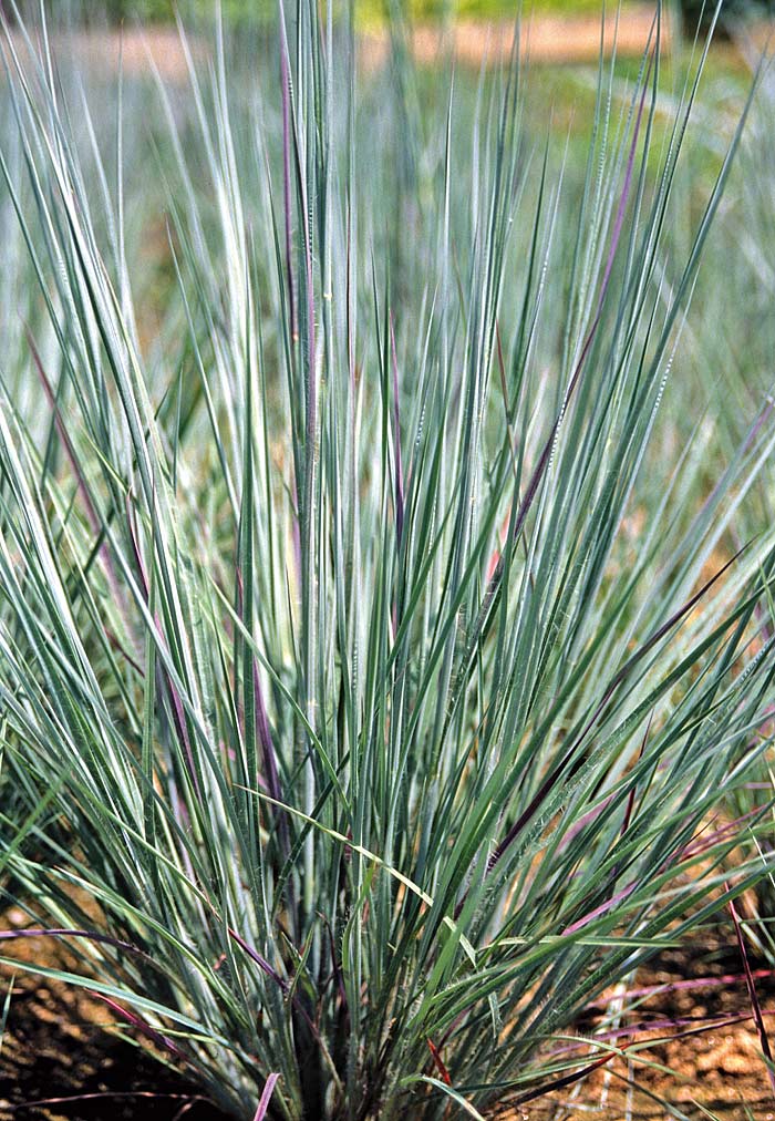 Andropogon scoparius `Prairie Blues´