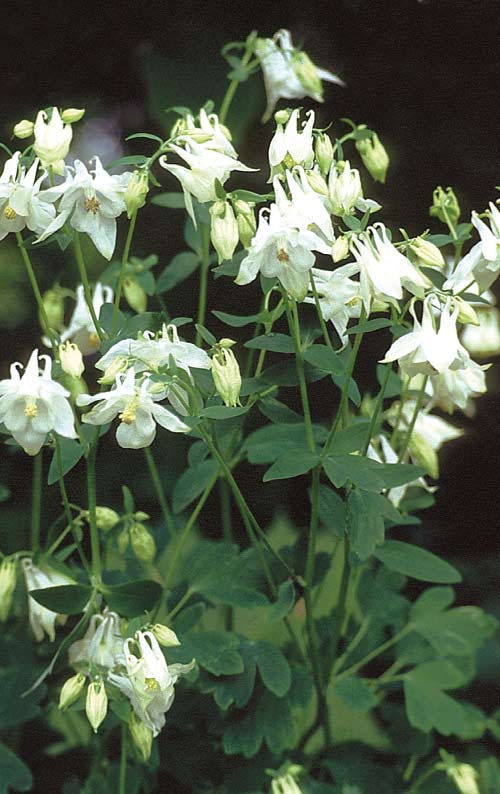 Aquilegia vulgaris `Alba´