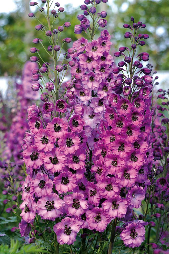 Delphinium `Dusky Maidens´