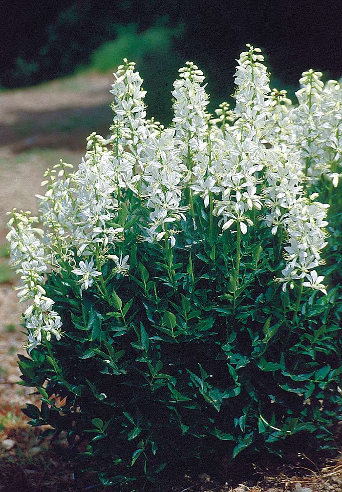 Dictamnus albus `Albiflorus´