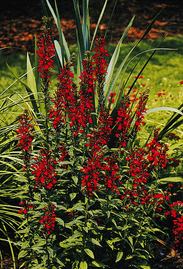 Lobelia cardinalis