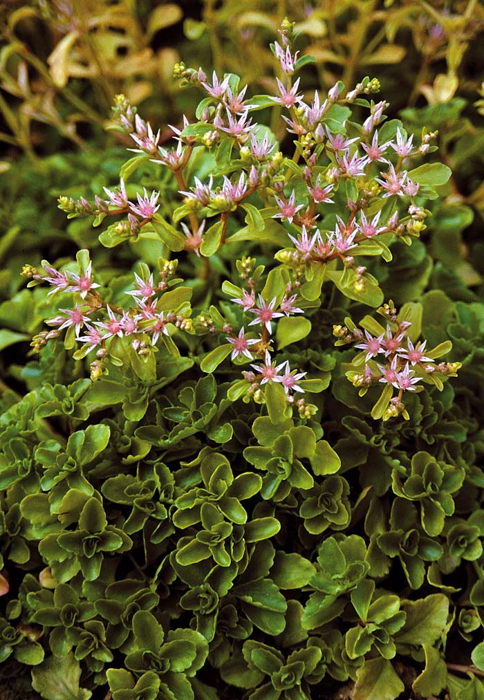 Sedum stoloniferum