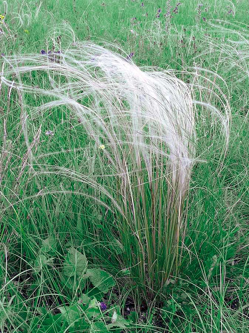 Stipa tirsa