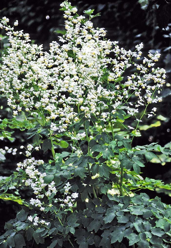 Thalictrum delavayi `Album´